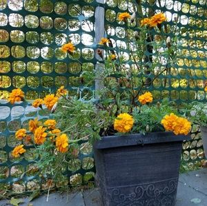 Meet your Posher, Genine